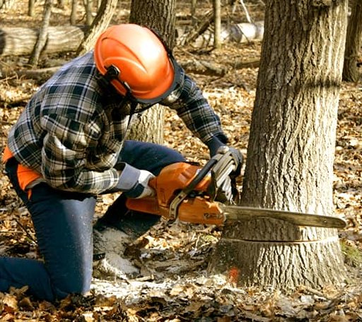 Tree Removal in Hampton, MN